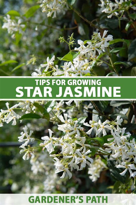 How To Grow And Care For Star Jasmine Gardeners Path