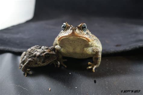 How To Take Care Of A Southern Toad Essential Tips Tricks Amphipedia