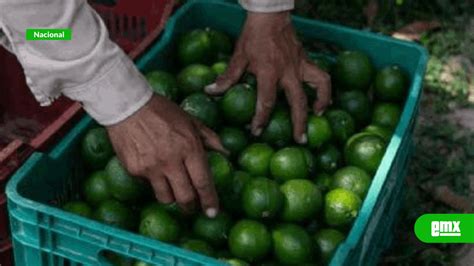 Productores De Lim N Paran Labores Por Amenazas Del Crim El Mexicano