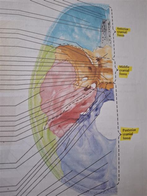 Cranial Base Superior View Diagram Quizlet