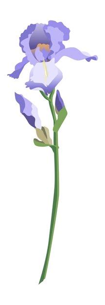 Fleur D Iris Bleu Unique Sur Une Tige Avec Des Bourgeons Isol S Sur