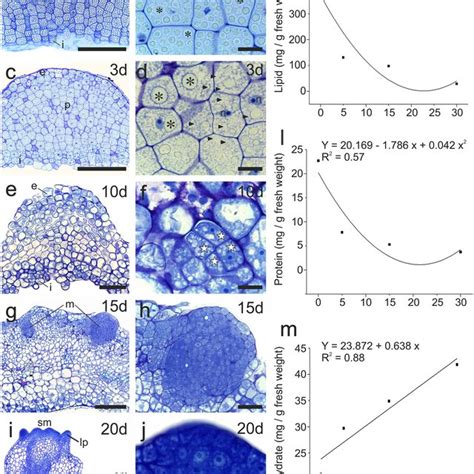 De Novo Shoot Organogenesis Nuclear Dna Content And Chromosome