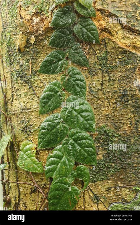 Tropical Climbing Creeper With Dark Green Leaves Grows Trunk Of A Huge