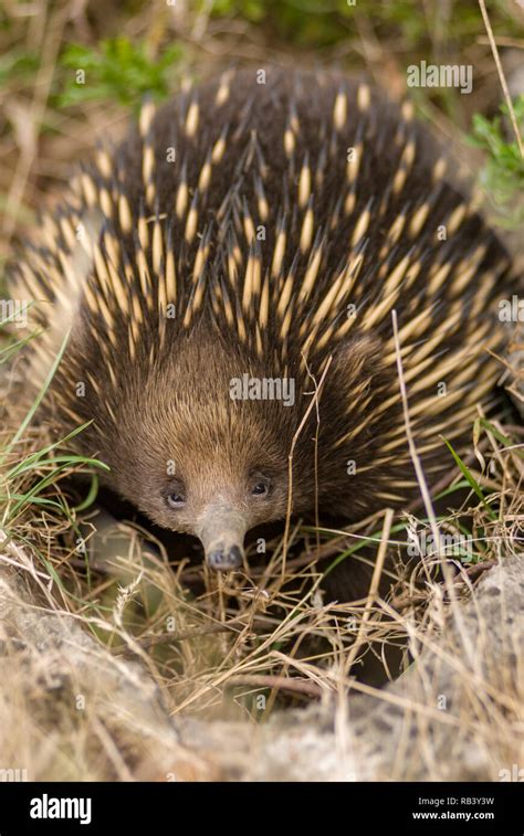 Echidna Hi Res Stock Photography And Images Alamy