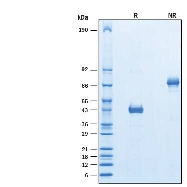 Recombinant Human Ly D Fc Chimera Protein Cf L By R D Systems