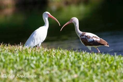 Ann Brokelman Photography White Ibis Florida 2015