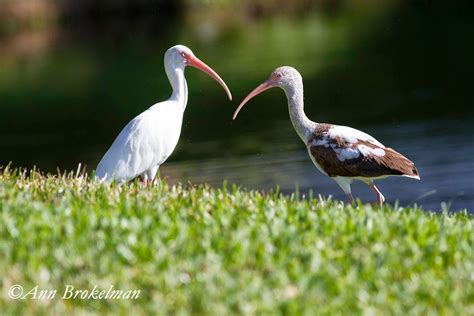 Ann Brokelman Photography: White Ibis - Florida 2015