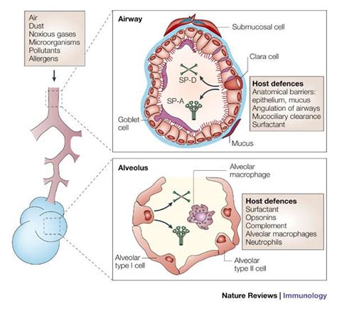 Figure 1 Immunoregulatory Functions Of Surfactant Proteins Nature Reviews Immunology