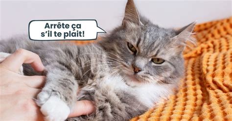 Choses Que Les Chats D Testent Chez Les Humains Viter Tout Prix