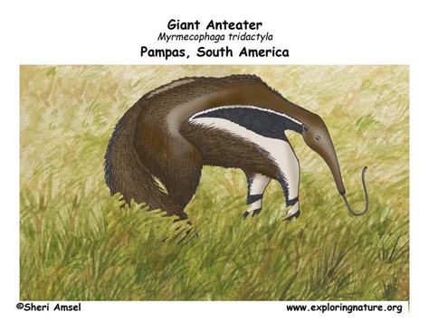 Anteater (Giant) Body Diagrams and Habitat Posters