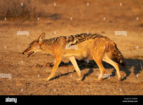 Black Backed Jackal Canis Mesomelas Etosha National Park Namibia