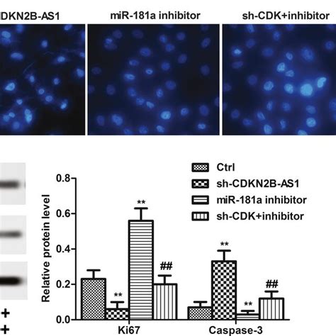 CDKN2BAS1 Knockdown Suppressed Proliferation And Promoted Apoptosis