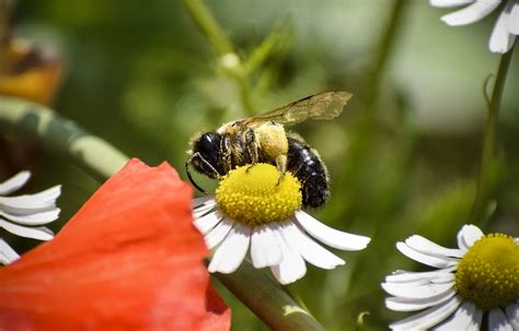 Insecto Abeja Entomolog A Foto Gratis En Pixabay Pixabay