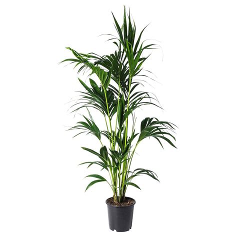 HOWEA FORSTERIANA Potted Plant Kentia Palm IKEA Kentia Palm