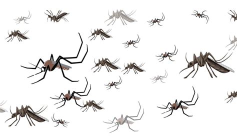 Will the new mozzie emoji help battle mosquito-borne disease ...