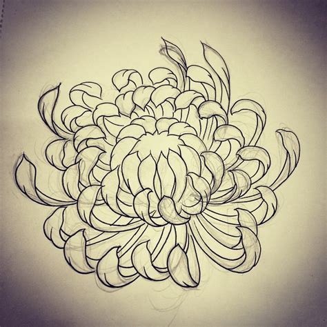 Chrysanthemum Drawing at GetDrawings | Free download