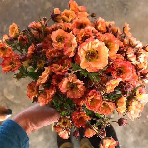 Blog — Flourish Flower Farm