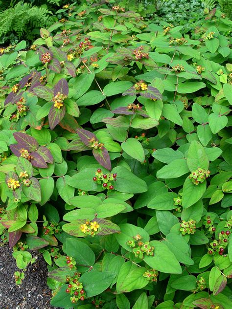 St Johnswort ‘albury Purple’ Garden Housecalls