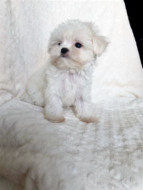 california maltipoo maltese poodle puppy breeder - iHeartTeacups