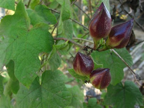 Merremia Vitifolia Convolvulaceae