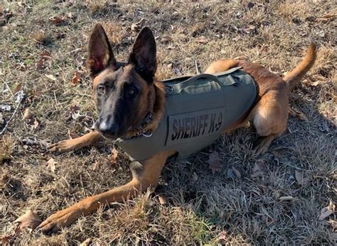 Stafford County Sheriffs Office K9 Rip Receives Donation Of Body Armor