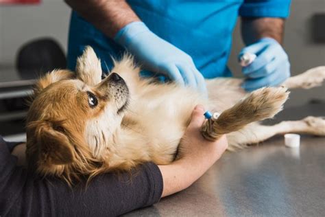 Métrite chez la chienne SYMPTÔMES CAUSES ET TRAITEMENT