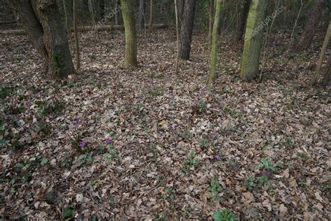 Lunaria Annua En El Bosque En Abril Lunaria Annua Llamada Honestidad