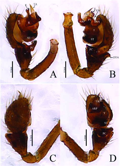 Erigone Ansula Sp Nov Male Palp Of Holotype A Prolateral View B