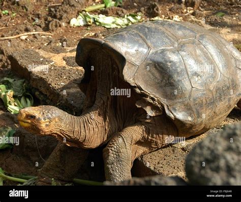 Una Tortuga Gigante De Galápagos En La Estación Darwin En La Isla Santa