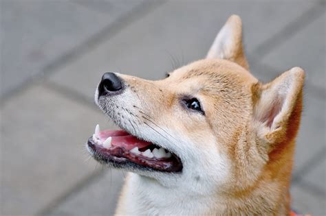 Shiba Inu Preis Steigt Mit Zunehmender Verbrennungsrate An