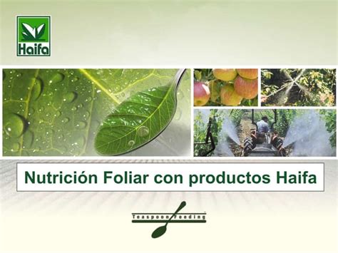 Nutrición Foliar Con Productos Haifa Ppt