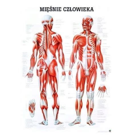 Tablica Anatomiczna Uk Ad Mi Niowy Plansza Plakat Allegro Pl