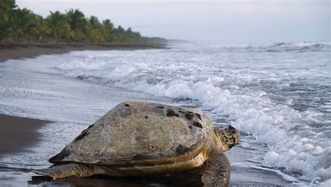 La Poblaci N De Tortugas Se Desploma En Eeuu