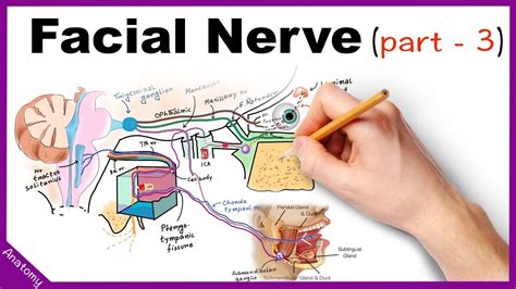 Facial Nerve Anatomy Simplified Part 3 Youtube