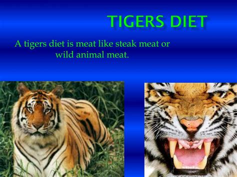 Ppt Shera The Tiger Powerpoint Presentation Free Download Id2346893