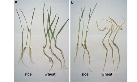 Fourteen Day Old Rice And Nine Day Old Wheat Seedlings After 24 H Download Scientific Diagram