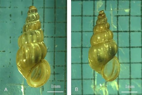 Comparison Of Shell Shape Changes After 12 Generations Of O Hupensis