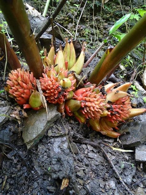 Zingiber Rubens Eflora Of India