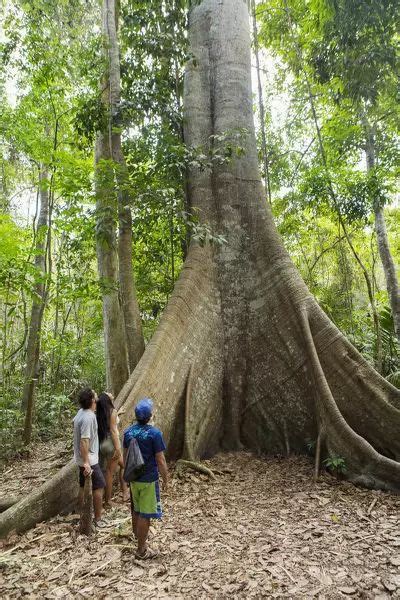 Prints Of Brazil Brazilian Amazon Para Hikers In Front Of A Giant