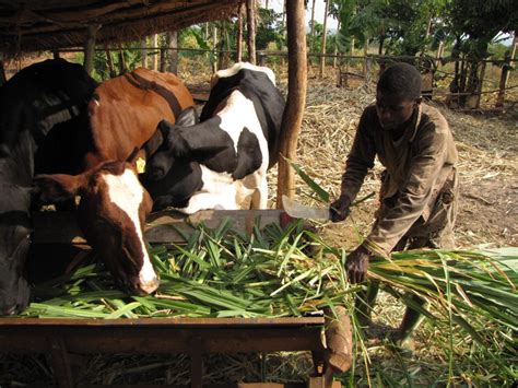 Burundi Food Self Sufficiency African Arguments