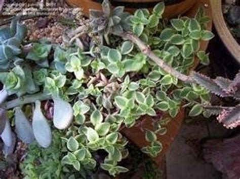 Trailing Succulents Types - Best Succulent Ideas