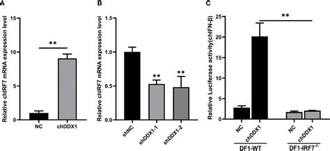 Frontiers Chicken DDX1 Acts as an RNA Sensor to Mediate IFN β