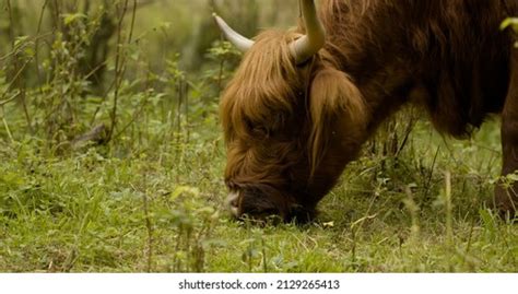 745 Yak Eats Grass Images, Stock Photos & Vectors | Shutterstock