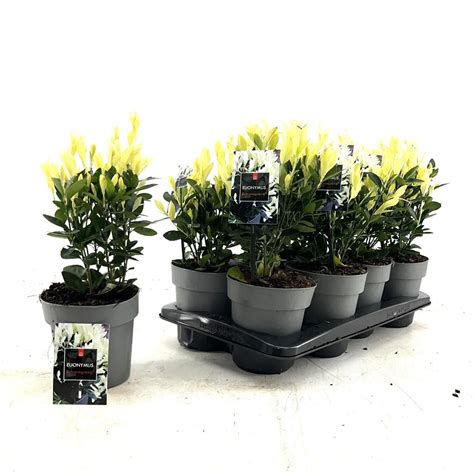 Euonymus Japonicus EXTRAVAGANZA Plant Wholesale FlorAccess