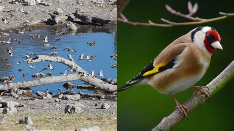 group  finches called finches collective nouns
