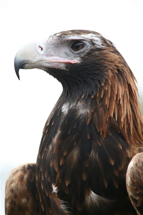 Wedge tailed eagle Free Photo Download | FreeImages