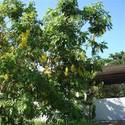 Chuva de Ouro Árvores da UENF