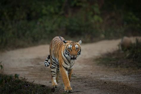 Bandhavgarh, Kanha & Pench Tiger Safari Tour in India