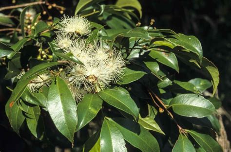 Syzygium Paniculatum Australian Plants Society