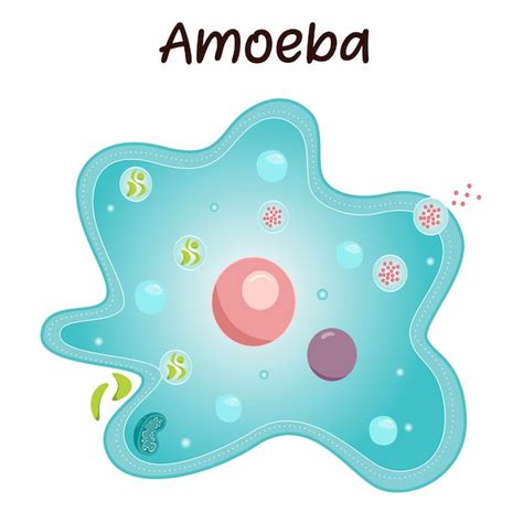 Premium Vector Amoeba Vector Illustration